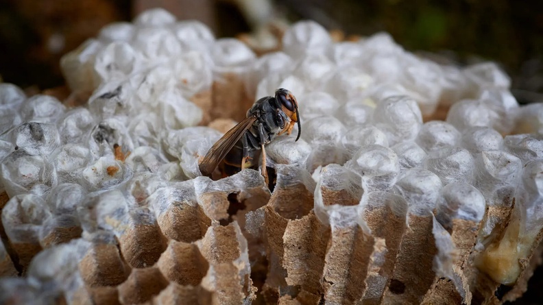 Asian hornet (Vespa velutina), Viveiro, Spain